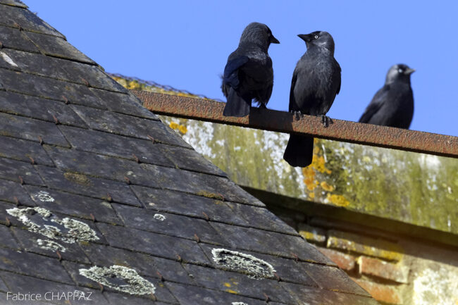 cadrage et composition en photographie